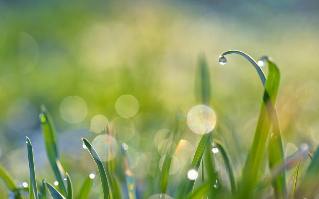 Summer Events at SMLC